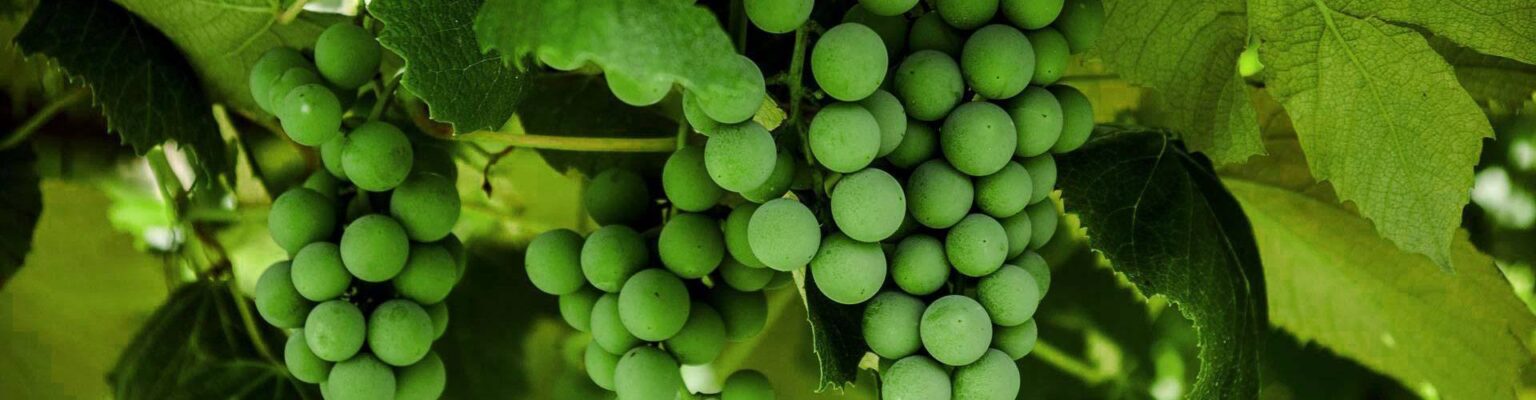 Farmer field banner 1