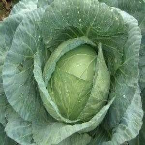 NS 196 CABBAGE - 20 gms (2 * 10 gms)