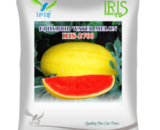 Iris Hybrid F1 Watermelon IHS-2700 Watermelon Seeds