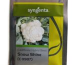 Syngenta Snow Shine C-0987 Cauliflower- Medium Plant