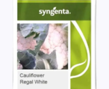 CFL -REGAL WHITE [C-2071] Cauliflower Seeds