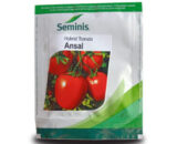 Ansal Tomato Seeds â€“ High-Yielding Hybrid for Summer Cultivation