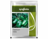 Indra Hybrid Capsicum Seeds - High Yield, Heat & Cold Set