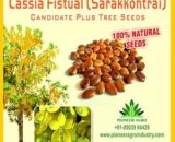 CASSIA FISTULA (TREE SEED)