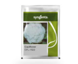 CFL 1522 Cauliflower Seeds â€“ High Yield, Compact Dome Curd Seeds