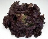 CHEROKEE RZ (81-36) RED BATAVIA LETTUCE