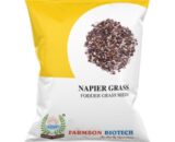 Farmson Napier Fodder Grass Seeds â€“ High Yield & Premium Quality