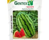GENTEX WATERMELON GEN-333 SEEDS