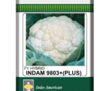 Indam 9803 Plus Cauliflower Seeds