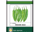 Indam 2022 Chilli Seeds