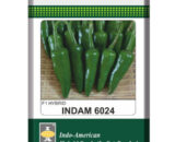 Indam 6024 Chilli Seeds