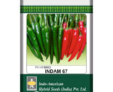 Indam 67 Chilli Seeds
