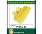 Indam 19 Sweetcorn Seeds