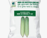 INDO US CUCUMBER MEGHA F1 HY
