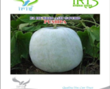 IRIS HYBRID VEGETABLE SEEDS F1 HYBRID ASH GOURD PUSHPA