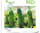 IRIS HYBRID VEGETABLE SEEDS F1 HYBRID CUCUMBER AKBAR