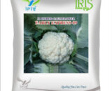 Iris Hybrid F1 Cauliflower Early Express