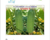 IRIS HYBRID F1 CUCUMBER AMRIT