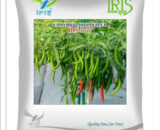 Iris Hybrid F1 HOT PEPPER IHS-2727