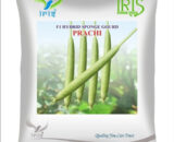 Iris Hybrid F1 Sponge Gourd Prachi