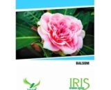 IRIS Hybrid Balsam Flower Seeds â€“ Vibrant, Easy to Grow Blooms