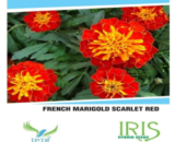 IRIS French Marigold Scarlet Red Seeds â€“ Beautiful Flowers Ideal for Landscaping
