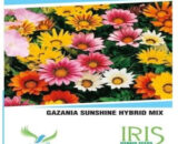 Iris Gazania Sunshine Mix Seeds - Vibrant Perennial Blooms