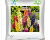 Iris Hybrid Imported OP Lupin Mix