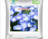 Iris Hybrid Imported OP Nemophila Mix