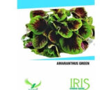 IRIS HYBRID OP AMARANTHUS GREEN VEGETABLE SEEDS
