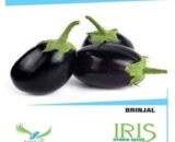IRIS HYBRID BRINJAL SEEDS