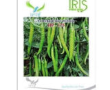 IRIS HYBRID VEGETABLE SEEDS HOT PEPPER (CHILLI) HP-175