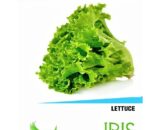 IRIS Hybrid Lettuce Seeds â€“ Ideal for Terrace & Balcony