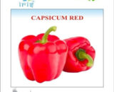 IRIS IMPORTED CAPSICUM RED