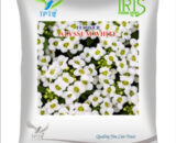 Iris Imported OP Alyssum White