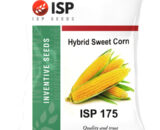 ISP175 SWEET CORN