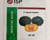 ISP189 PUMPKIN SMALL - DARK GREEN