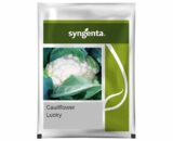 Syngenta Lucky Cauliflower Seeds â€“ High Yield, Compact Dome Shaped Curd