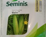Malini Hybrid Cucumber Seeds by Seminis (Bayer)