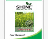SURBHI BLACK MUSTARD SEEDS