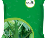 SHINE OKRA F1 KAVYA SEEDS