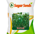 Sagar Katar F1 Chilli Seeds- Dark Shiny Green & Red, High Pungency, Healthy Growth
