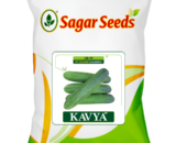 Sagar Kavya F1 Cucumber
