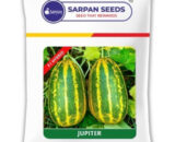 SARAPN JUPITER SAMBAR CUCUMBER SEEDS