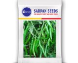 Sarpan 531 Chilli Seeds - Dual Purpose, Glossy, Medium-Hot, High Yield