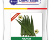 SARPAN AIRAVAT (F1 HYBRID) BHENDI SEEDS