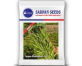 Sarpan 101 Cluster Beans Seeds â€“ Erect Plants with Heavy Yield
