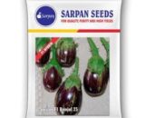 Sarpan 25 F1 Hybrid Brinjal Seeds
