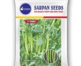 Sarpan F1 Chilli- 132 Seeds - Compact, Hot, Firm Fruit & High Yield
