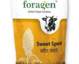 Sweet Spot Sweet Sorghum - High Brix, Juicy Fodder, Dairy Profit
